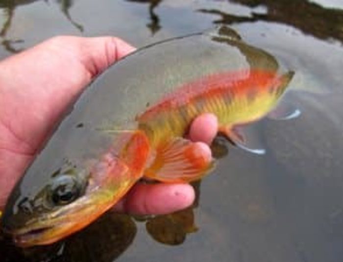 Where to Catch Golden Trout in Wyoming