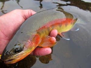 where to catch golden trout in wyoming, golden trout wyoming, golden trout wind river range