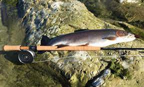 fish caught using hardy zephrus fly rod review