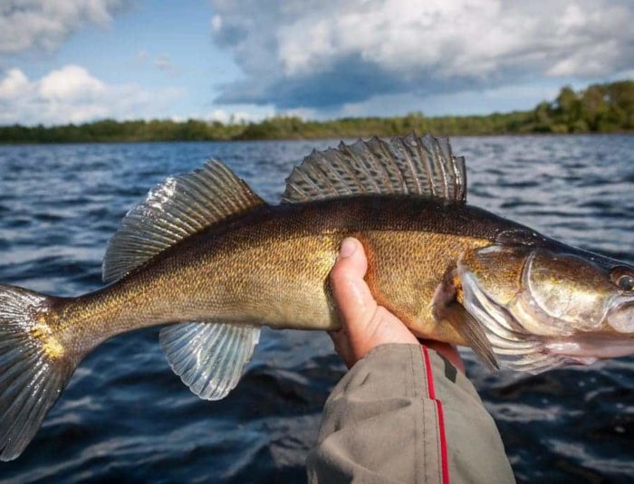 How to Fish for Walleye from Shore