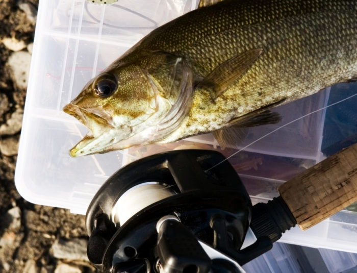 5 Best Fishing Line For Bass in 2022