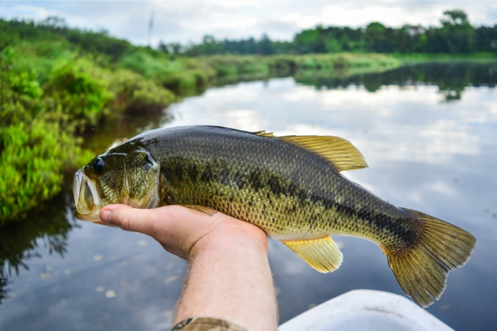 Different Bass Species Have Different Diets