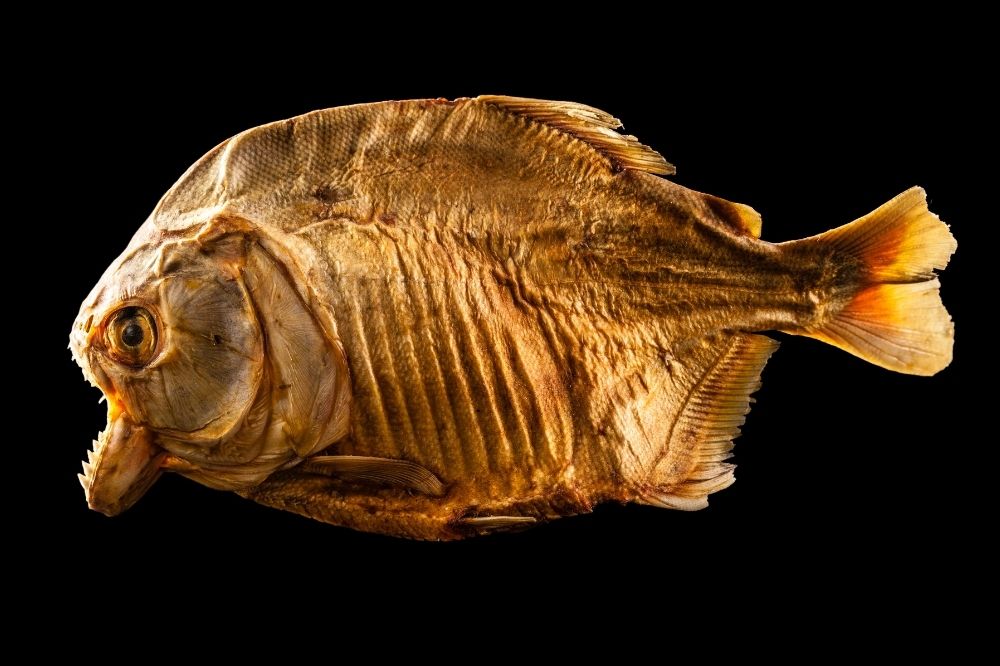 How Much Does It Cost To Taxidermy A Fish?