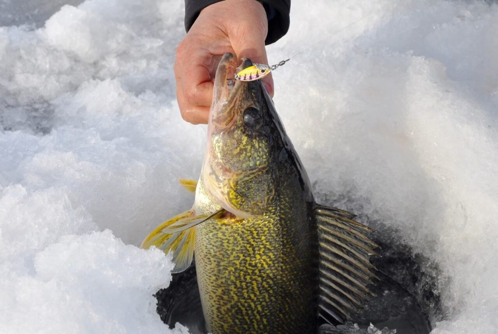 angler walleye ice fishing with best rod and reel combo