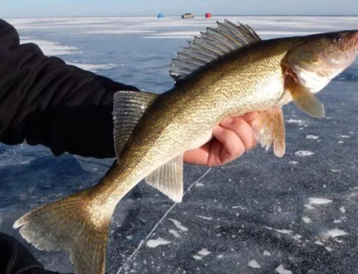 Best Rod and Reel Combo For Walleye Ice Fishing in 2022