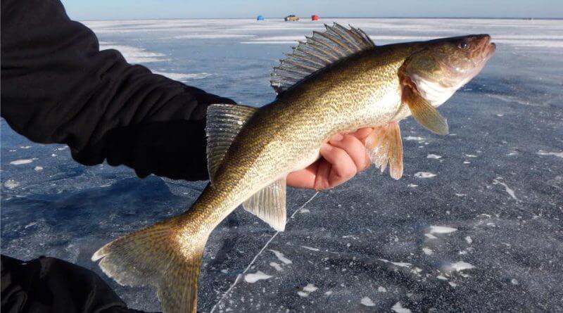 best rod and reel combo for walleye ice fishing
