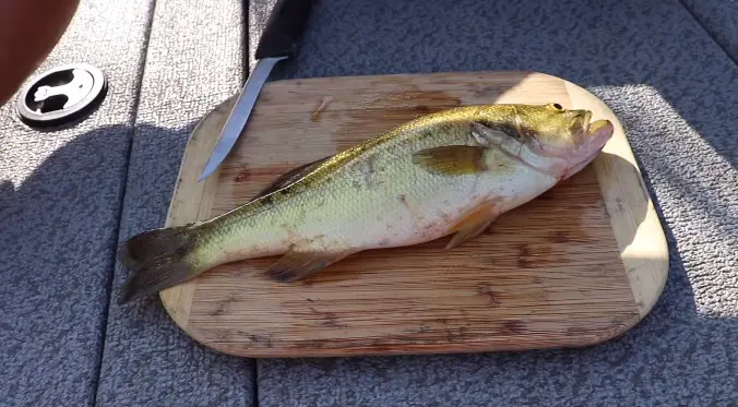 largemouth bass on a plate prepared to eat
