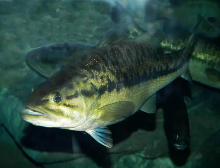 Spotted vs Largemouth Bass – Spot the Difference!