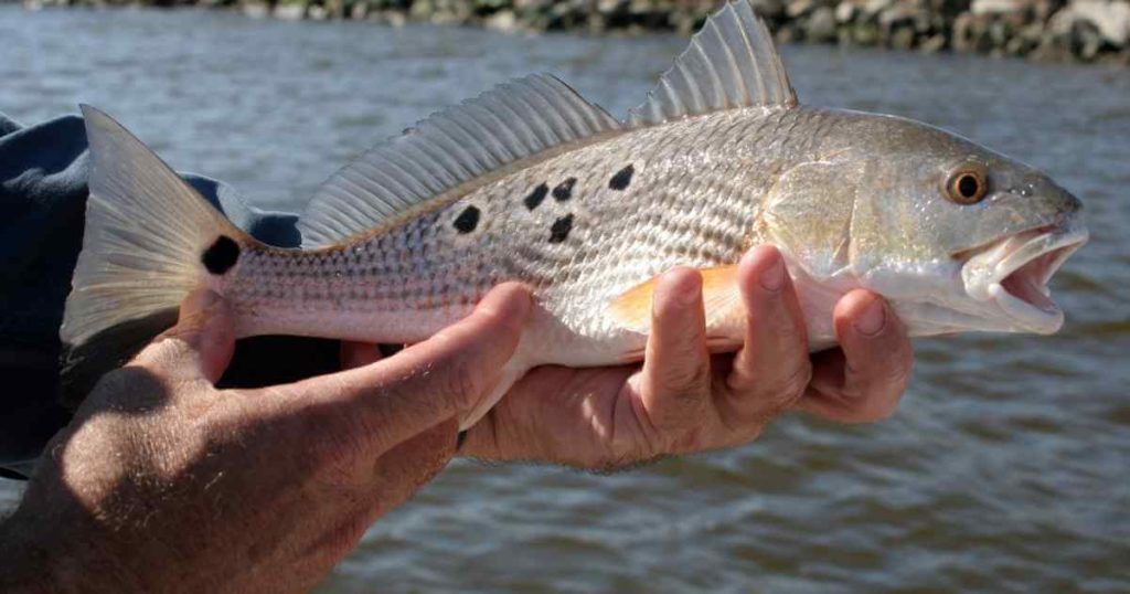 Redfish Size and Bag Limit in Alabama