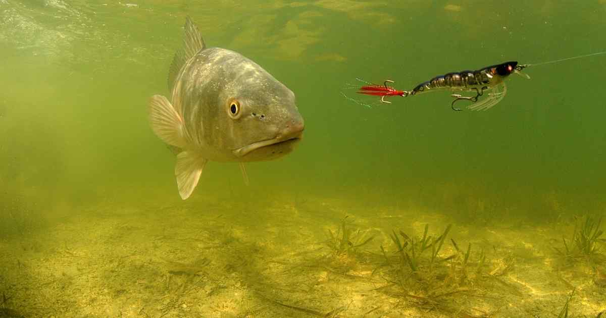 alabama redfish size limit