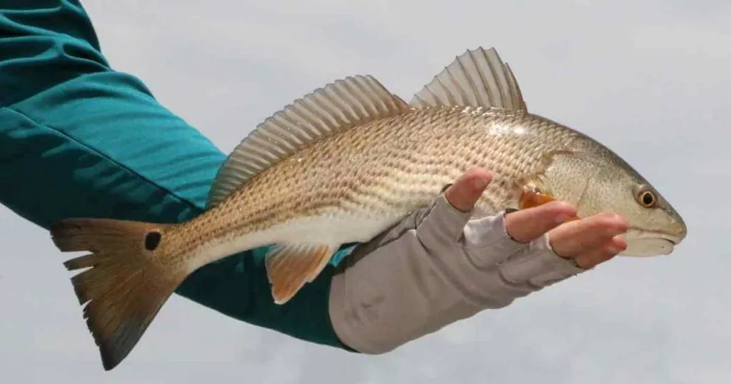 angler following texas redfish size and bag limits
