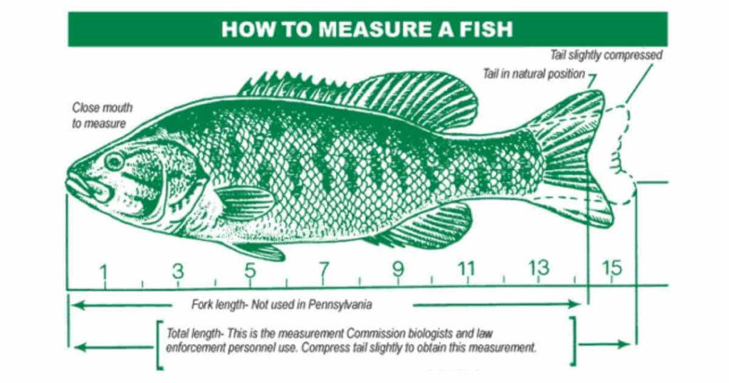 florida redfish size and bag limit how to measure
