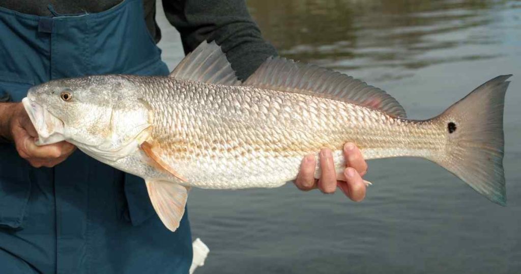 redfish caught in alabama under size bag limit