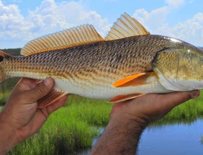 Redfish Season, State Laws, & Bag Limits for 2022