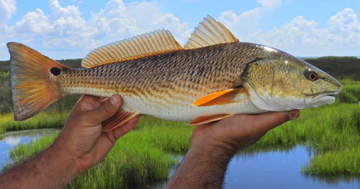 redfish season state laws and regulations
