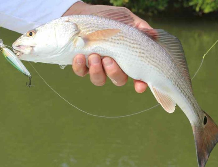 Redfish Size and Bag Limit in Florida