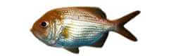 redfish species centroberyx affinis eastern nannygai