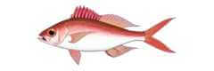redfish species etelis oculatus queen snapper