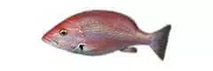 redfish species lutjanus buccanella blackfin snapper