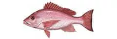 redfish species lutjanus campechanus snapper