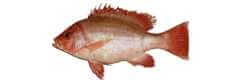 redfish species lutjanus erythropterus crimson snapper