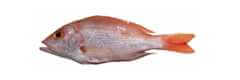 redfish species lutjanus purpureus southern red snapper