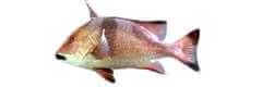 redfish species lutjanus sebae emperor red snapper