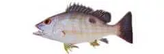 redfish species lutjanus synagris lane snapper