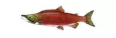 redfish species oncorhynchus nerka sockeye salmon