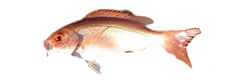 redfish species rhomboplites aurorubens vermillion snapper