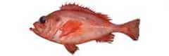 redfish species sebastes fasciatus acadian