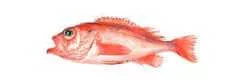 redfish species sebastes mentella deep water