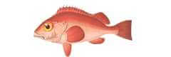 redfish species sebastes norvegicus ocean perch rose fish