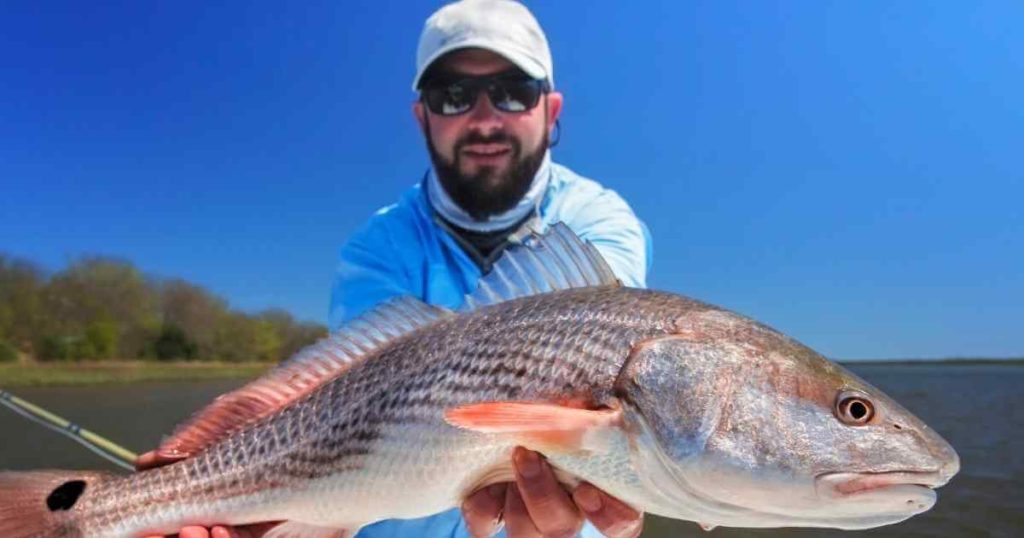 texas redfish charter following state size bag limits