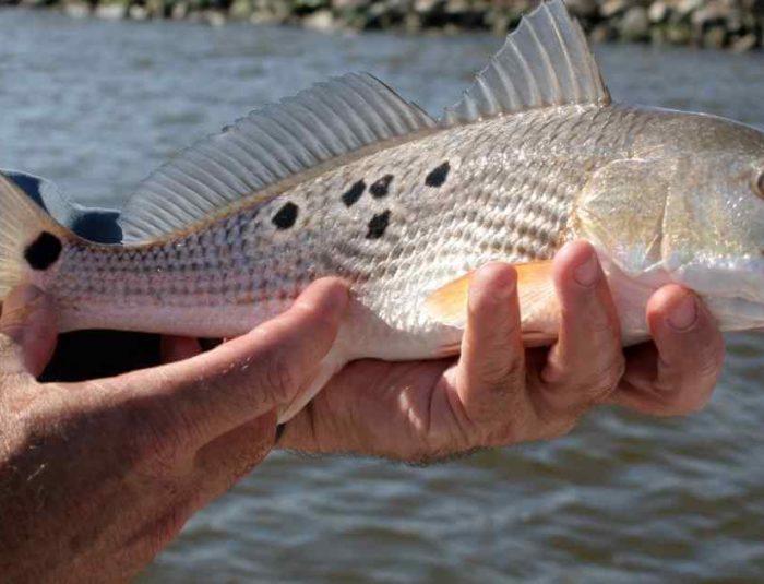 Redfish Size and Bag Limit in Texas