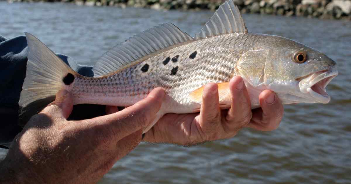 texas redfish size bag limits
